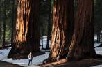 Junto a um imponente grupo de enormes sequoias no Sequoia National Park, na Califórnia - EUA